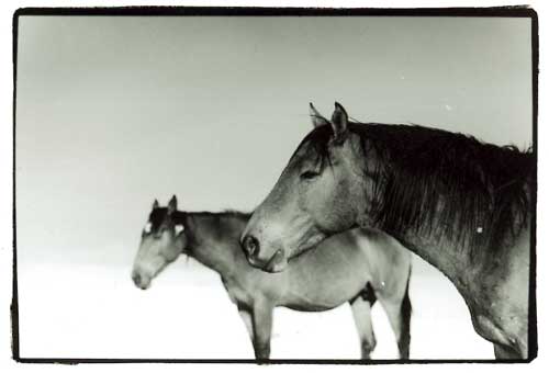 black and white pictures of horses. Black and white photograph