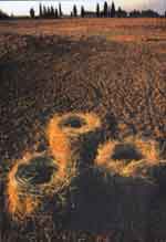 Strijdom van der Merwe