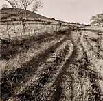 Thinus Matthee