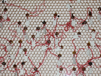 626 insects: IUCN Red List