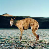 Africanis 8, Barkly East