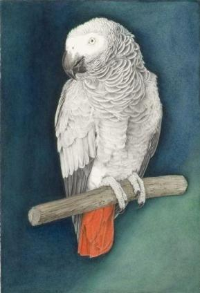 Parrot (African Grey) I (detail)