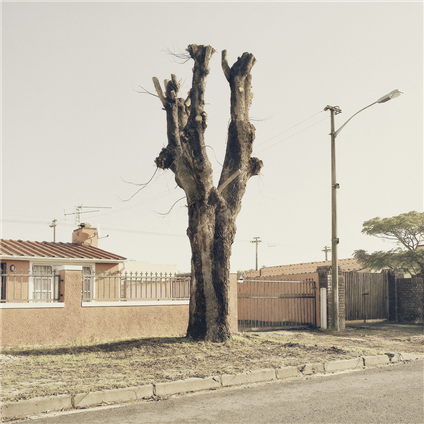From the Limbo Series