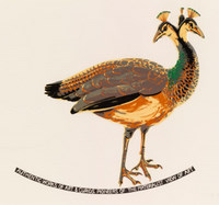 Untitled (Peafowl Hen)