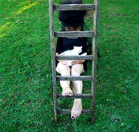 Equilibrium with a cat