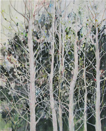 Birch trees, Hout Bay