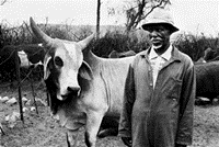 The values an African pastoralist derives from cattle include meat, milk, ploughing, manure and fuel, as well as social security, religious needs and social status. (Paul Colvin, agricultural economist)