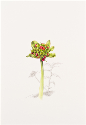 Blood Lily, Snake Lily