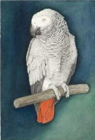 Parrot (African Grey) I (detail)