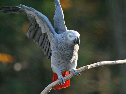 Colin Richards Memorial