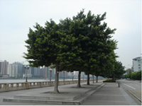 There's No Place Called Home (Calls of South African carnivirous birds in Chinese trees )