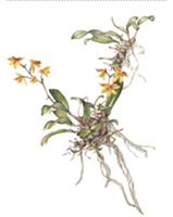 Polystachya Pubescence