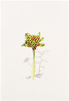 Blood Lily, Snake Lily