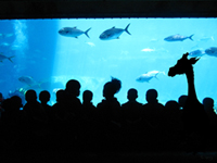 Aquarium 2