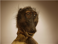 Civilized Aspirations in Art, Monkeys and small-time Entrepreneurs detail (2012) 