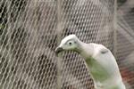 Jane Alexander